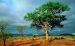 Kruger National Park Wallpaer