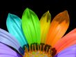 Multicolor petals Wallpaer