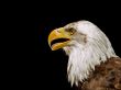 Bald eagle head Wallpaer