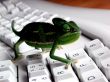 Lizzard on keyboard Wallpaer
