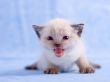 White kitten Wallpaer