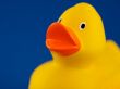 Yellow duck Wallpaer