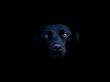 Dog in the shadow Wallpaer