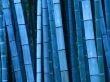 Blue bamboo Wallpaer