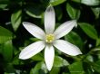 A white flower Wallpaer
