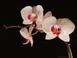 Late night orchids Wallpaer