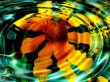 Flower reflection Wallpaer