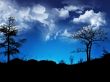 Tree silhouettes Wallpaer