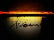 Ducks in sunset Wallpaer