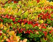 Tree with red fruits Wallpaer