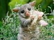 Playful lemur Wallpaer