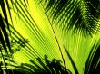 Shadows of leaves Wallpaer