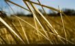 Golden hay straw Wallpaer