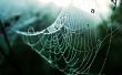 Wet spider web Wallpaer