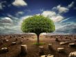 Isolated fruit tree Wallpaer