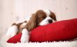 Sleeping puppy Wallpaer
