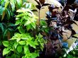 Three Plants Wallpaer