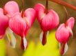 Red seeds Wallpaer