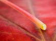 Red leaf and straw Wallpaer