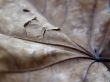 Punctured brown leaf Wallpaer