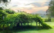 Milkes Vineyard Wallpaer