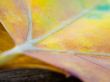 Orange leaf weaves Wallpaer