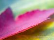 Razor sharp leaf Wallpaer