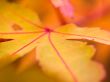 Yellow leaf macro Wallpaer