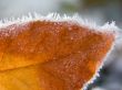 Frozen orange leaf Wallpaer