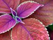 Few purple leaves Wallpaer