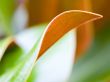 Double sided leaf Wallpaer