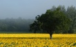 Sunflower field Wallpaer