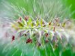Flower with spikes Wallpaer