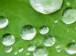 Small drops on leaf Wallpaer