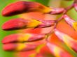Red flower bulbs Wallpaer