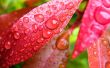 Drops on read leaves Wallpaer