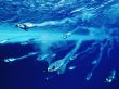 Swimming penguins Wallpaer