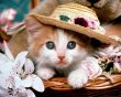 Cat with a hat Wallpaer