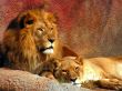 Two lions lying Wallpaer