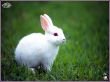 rabbit Wallpaer