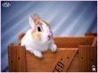 rabbit 3 Wallpaer