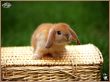 rabbit 2 Wallpaer