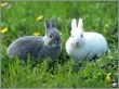 rabbit 4 Wallpaer