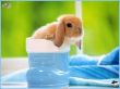 rabbit 5 Wallpaer