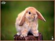 rabbit 6 Wallpaer
