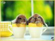 rabbit 7 Wallpaer