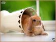 rabbit 9 Wallpaer