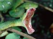 green boa Wallpaer