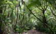 Jungle Walk Wallpaer
