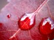 Water on red leaf Wallpaer